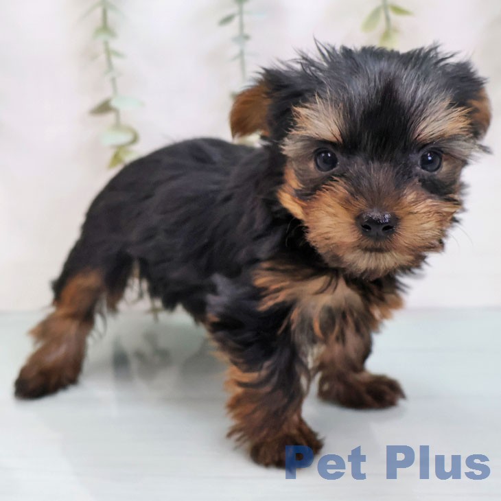 ヨークシャー・テリア