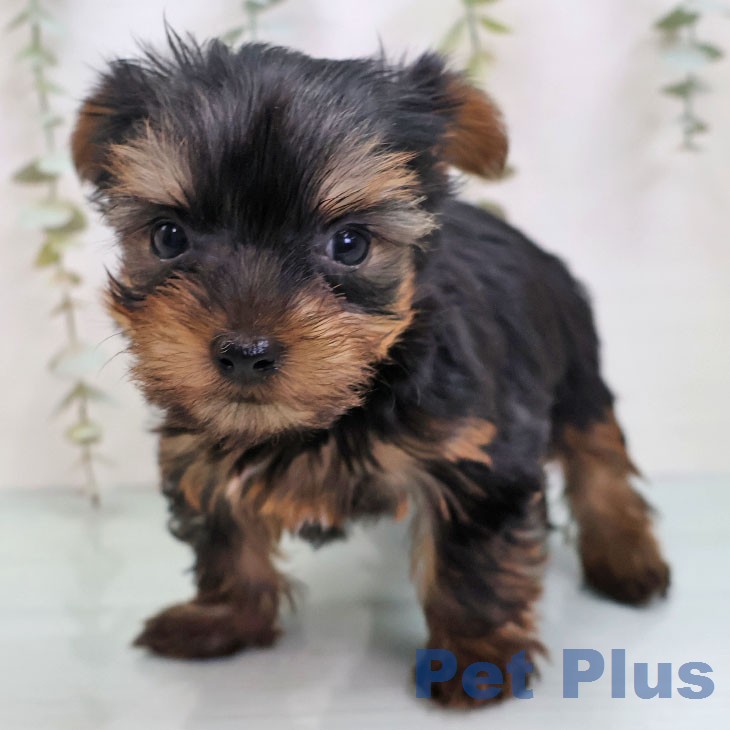 ヨークシャー・テリアの写真2