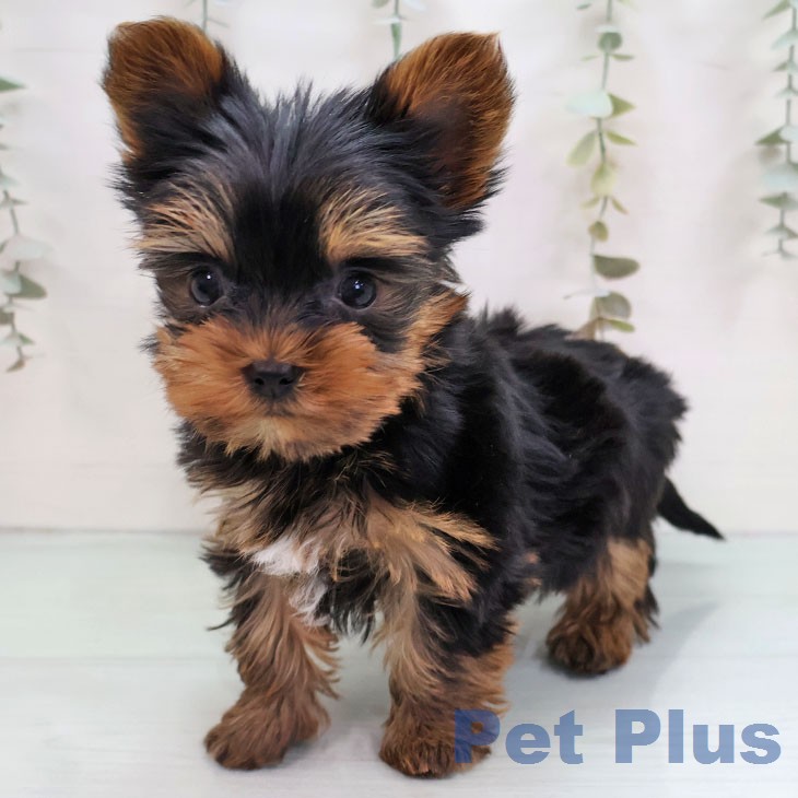 ヨークシャー・テリア