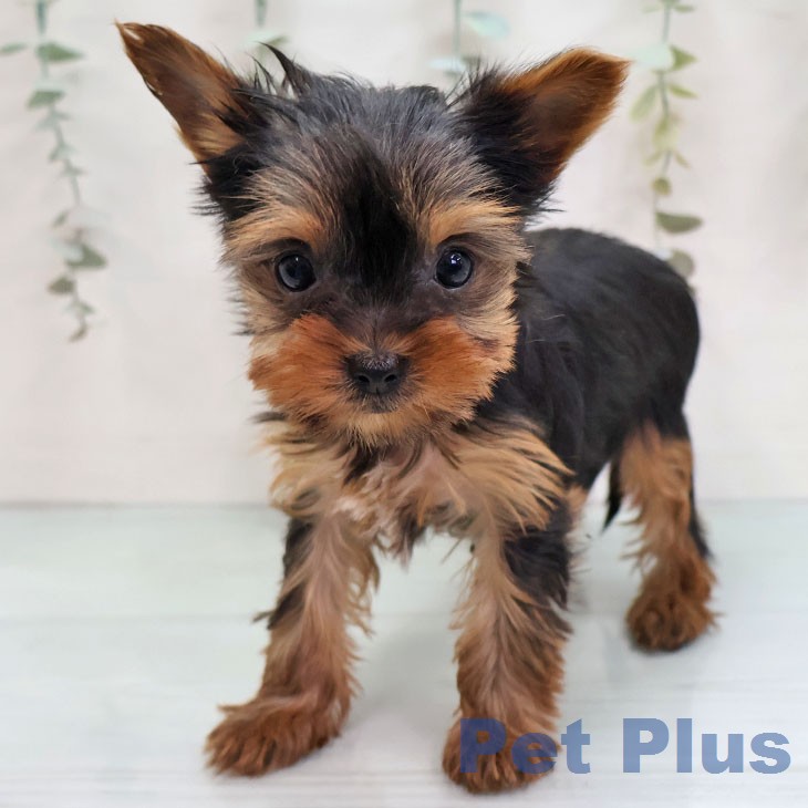 ヨークシャー・テリア