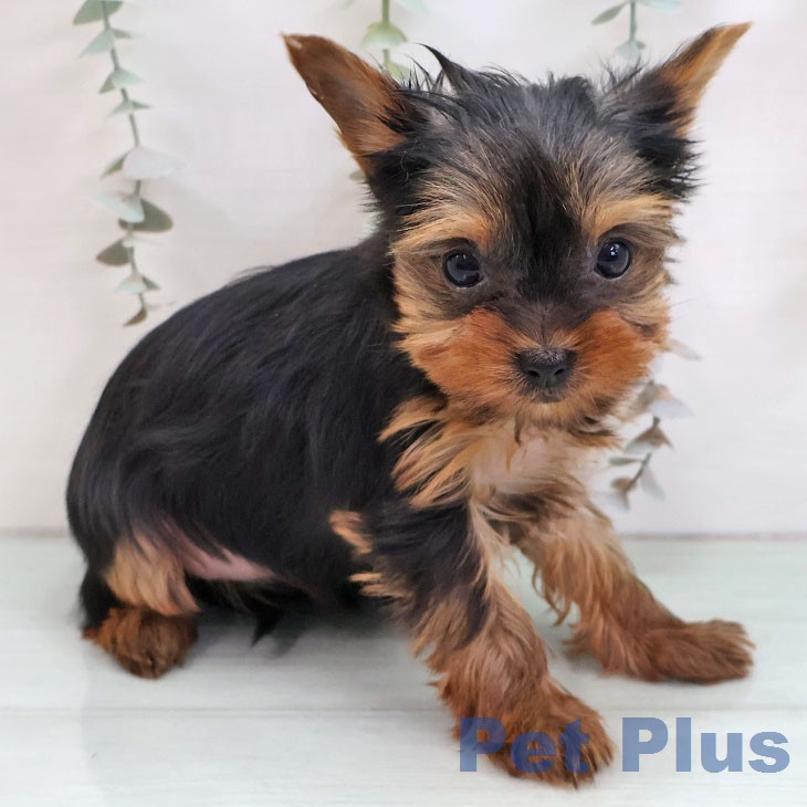 ヨークシャー・テリアの写真2