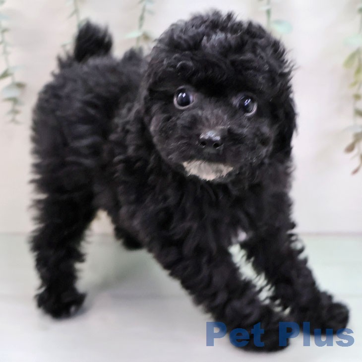 トイ・プードルの写真1