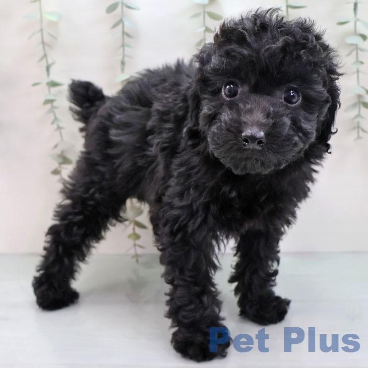 トイ・プードル