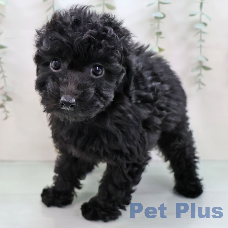 トイ・プードルの写真2