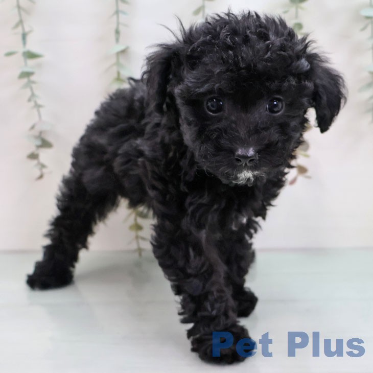 トイ・プードルの写真2