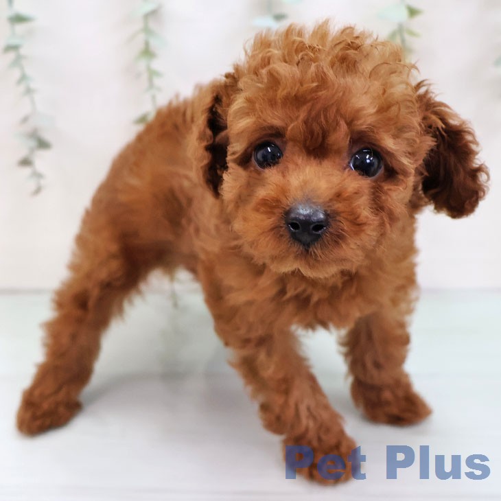 トイ・プードル