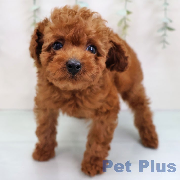 トイ・プードルの写真2