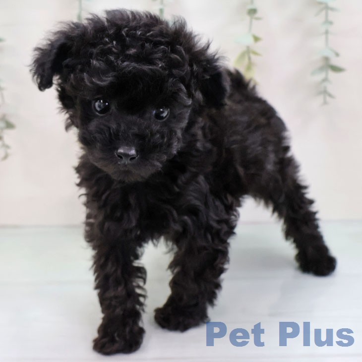 トイ・プードルの写真2