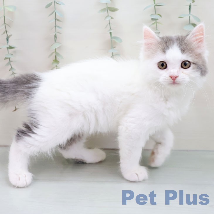 サイベリアンの写真2