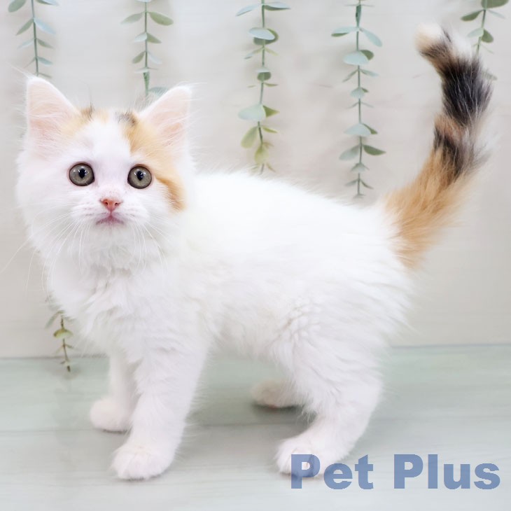 サイベリアンの写真2