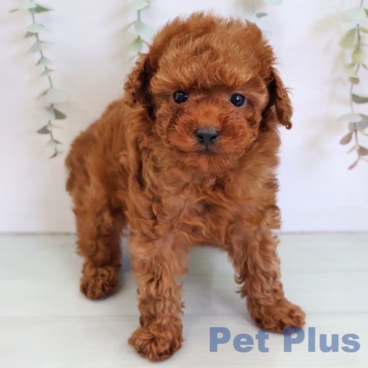 トイ・プードルの写真2