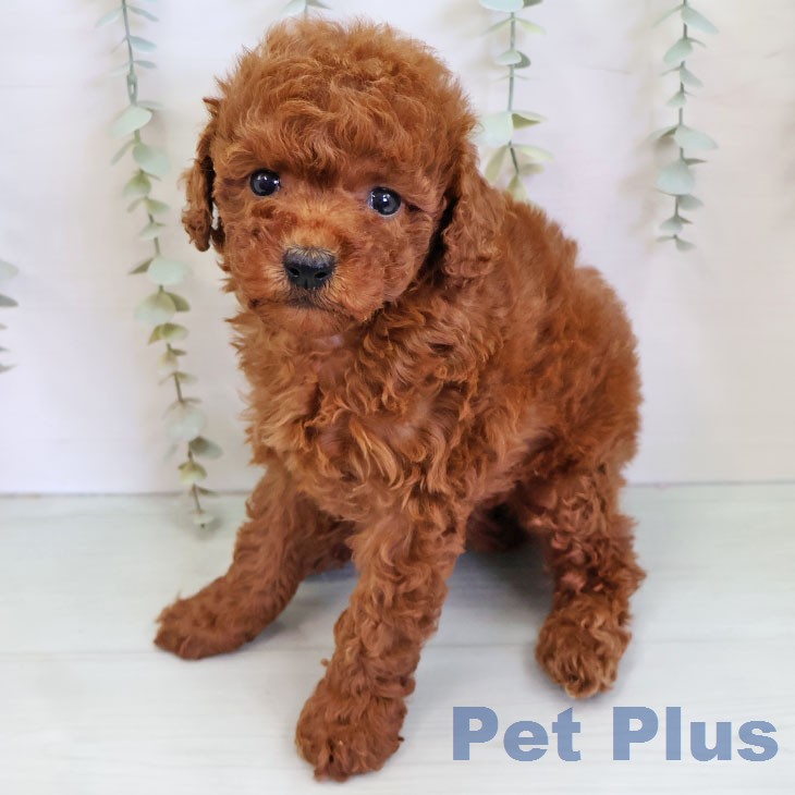 トイ・プードル