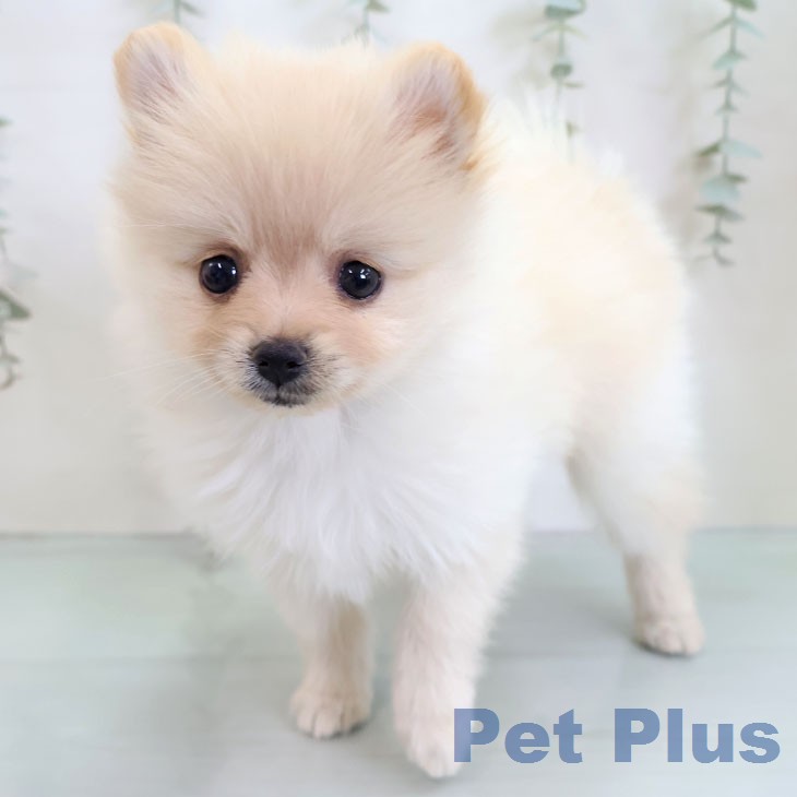 ポメラニアンの写真2