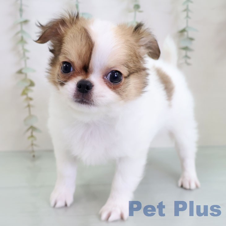 福岡県のチワワ(ロング) (ペットプラス 八幡東店/2025年12月26日生まれ/男の子/ホワイトフォーン)の子犬の2枚目の画像
