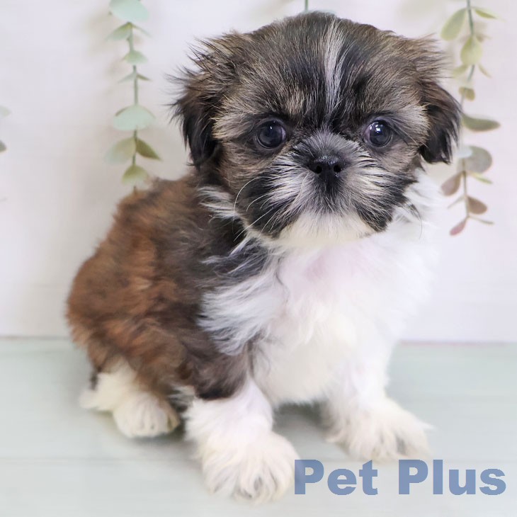 シー・ズーの写真2