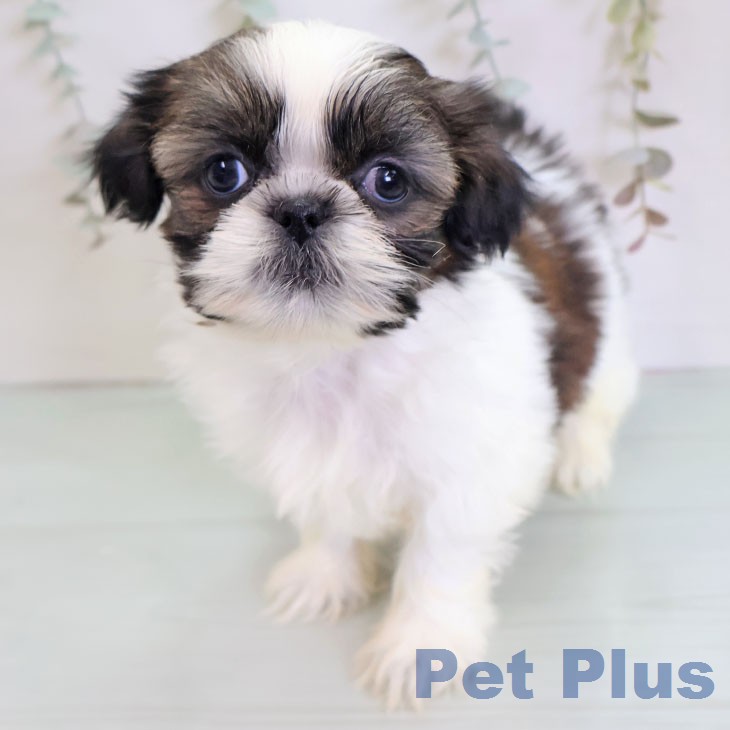 シー・ズーの写真2