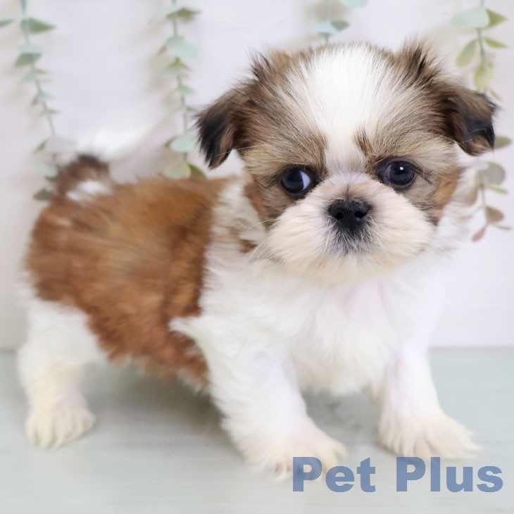 シー・ズーの写真2