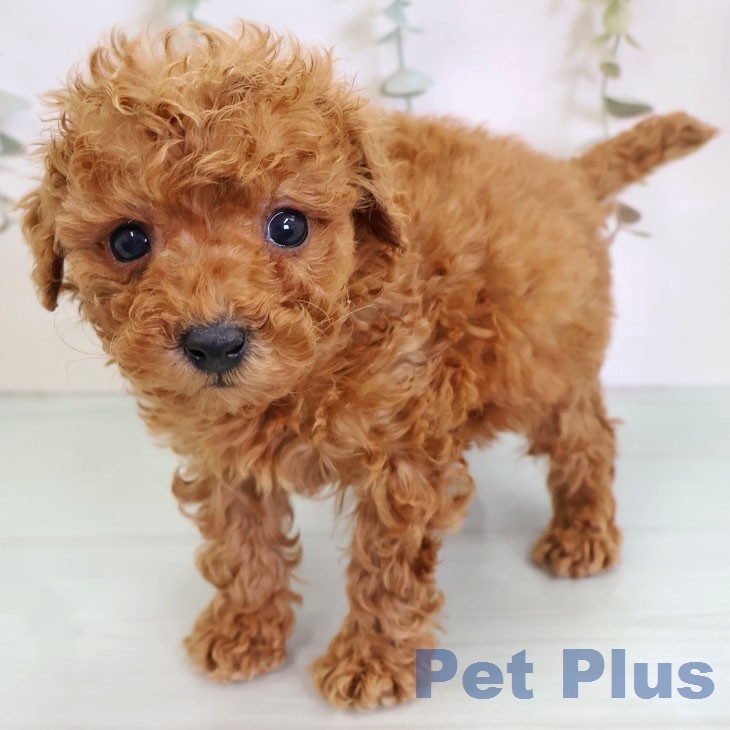 トイ・プードル