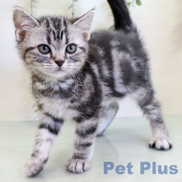 福岡県のアメリカンショートヘアー (ペットプラス 八幡東店/2025年12月21日生まれ/男の子/シルバータビー)の子猫の1枚目の画像