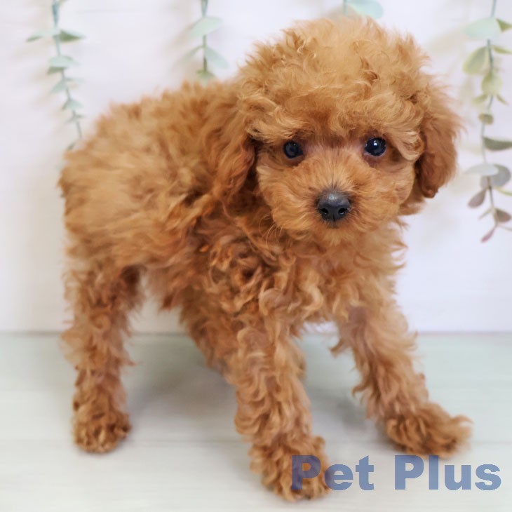 熊本県のトイプードル(トイ) (ペットプラス 熊本店/2025年12月24日生まれ/男の子/アプリコット)の子犬の1枚目の画像