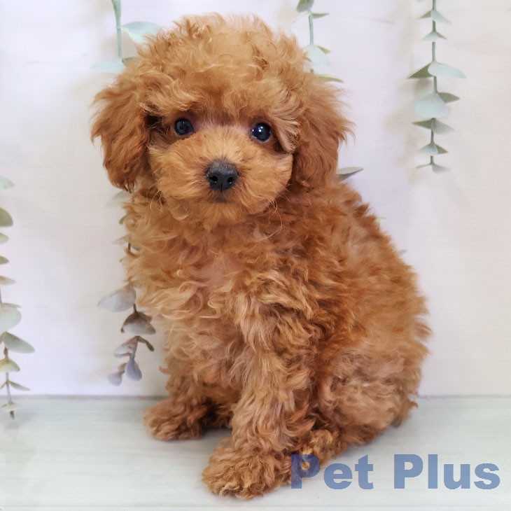 熊本県のトイプードル(トイ) (ペットプラス 熊本店/2025年12月24日生まれ/男の子/アプリコット)の子犬の2枚目の画像