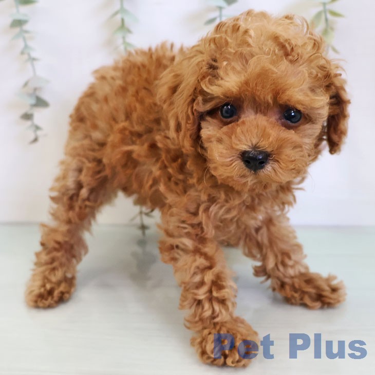 福岡県のトイプードル(トイ) (ペットプラス 福岡伊都店/2025年12月24日生まれ/男の子/アプリコット)の子犬の1枚目の画像