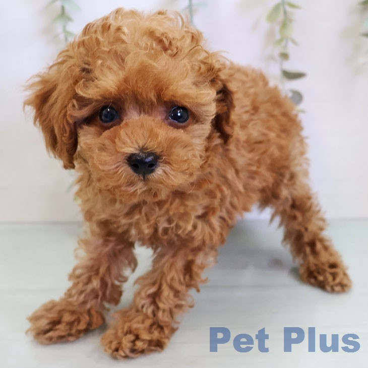 福岡県のトイプードル(トイ) (ペットプラス 福岡伊都店/2025年12月24日生まれ/男の子/アプリコット)の子犬の2枚目の画像