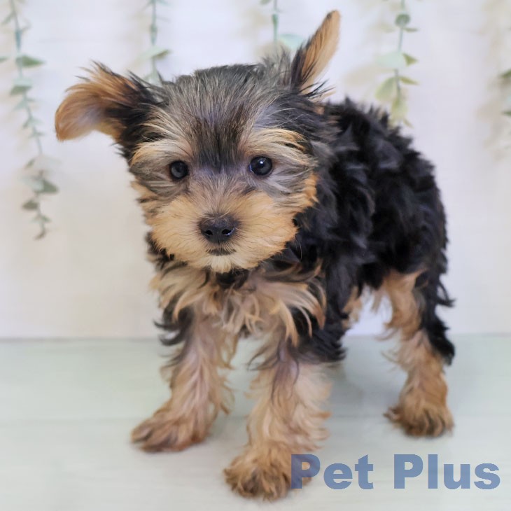 ヨークシャー・テリアの写真2