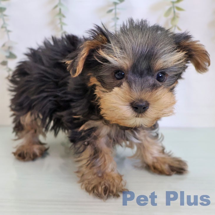 ヨークシャー・テリアの写真2