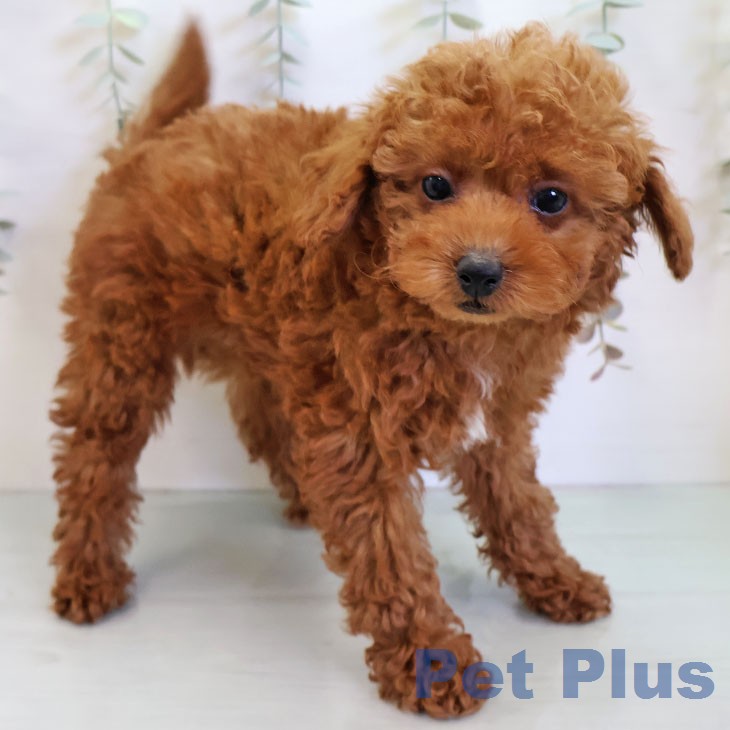 トイ・プードル