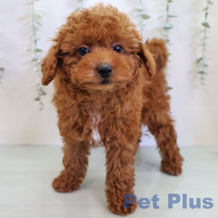 トイ・プードルの写真2