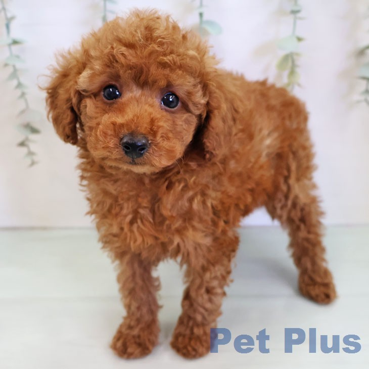 トイ・プードル