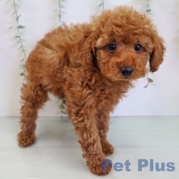 トイ・プードルの写真2