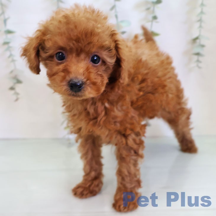福岡県のトイプードル(トイ) (ペットプラス 八幡東店/2025年12月30日生まれ/女の子/レッド)の子犬の1枚目の画像