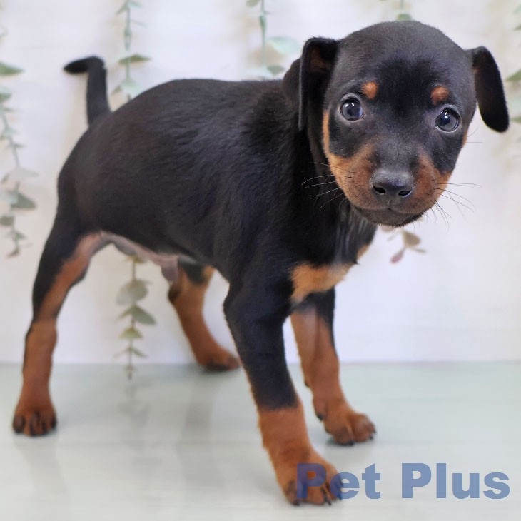 ミニチュア・ピンシャーの写真2