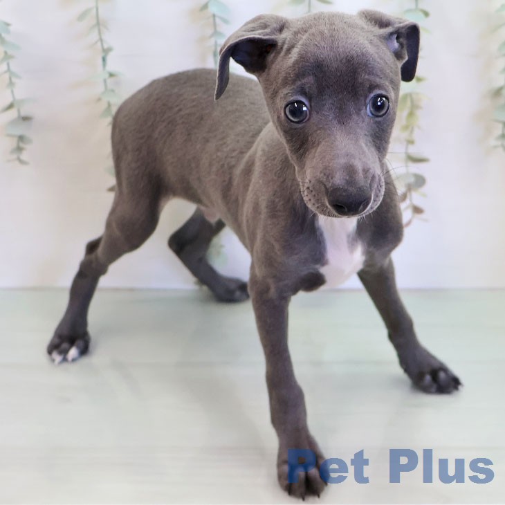 福岡県のイタリアングレーハウンド (ペットプラス 八幡東店/2025年12月29日生まれ/男の子/ブルーホワイトマーキングス)の子犬の2枚目の画像
