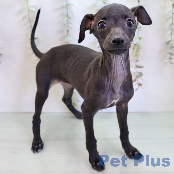 イタリアン・グレーハウンド