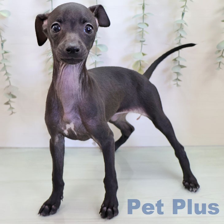 イタリアン・グレーハウンドの写真2