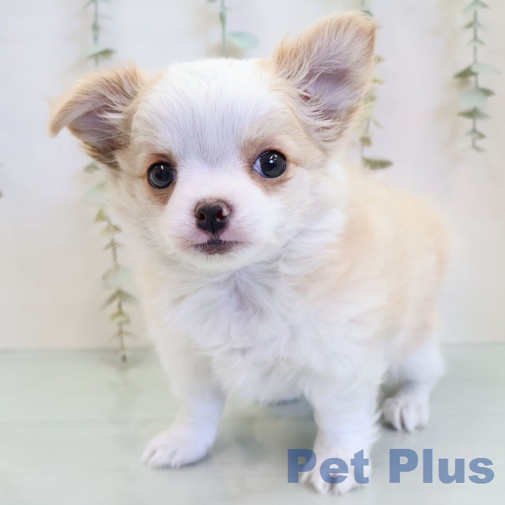 福岡県のチワワ(ロング) (ペットプラス 八幡東店/2026年1月1日生まれ/女の子/クリームホワイト)の子犬