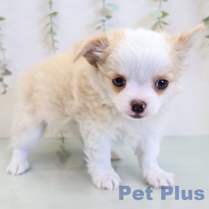 福岡県のチワワ(ロング) (ペットプラス 八幡東店/2026年1月1日生まれ/女の子/クリームホワイト)の子犬の2枚目の画像