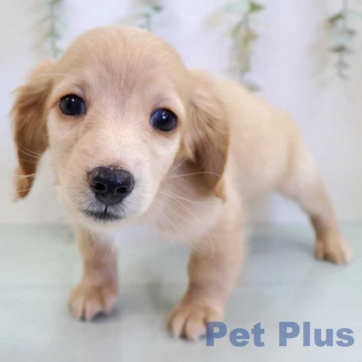 ミニチュア・ダックスフンド