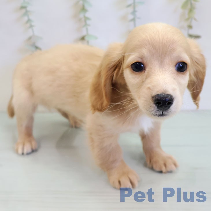 ミニチュア・ダックスフンド