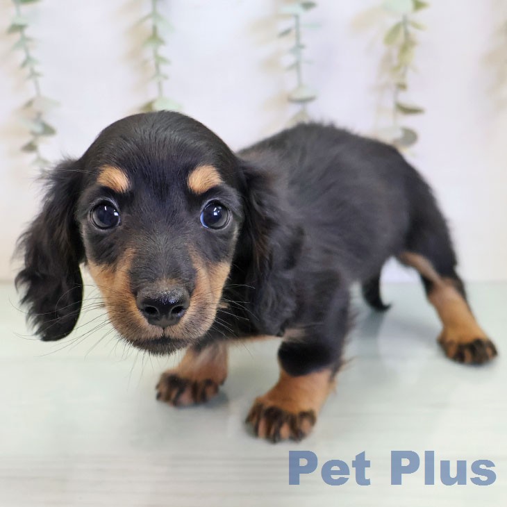 ミニチュア・ダックスフンドの写真2