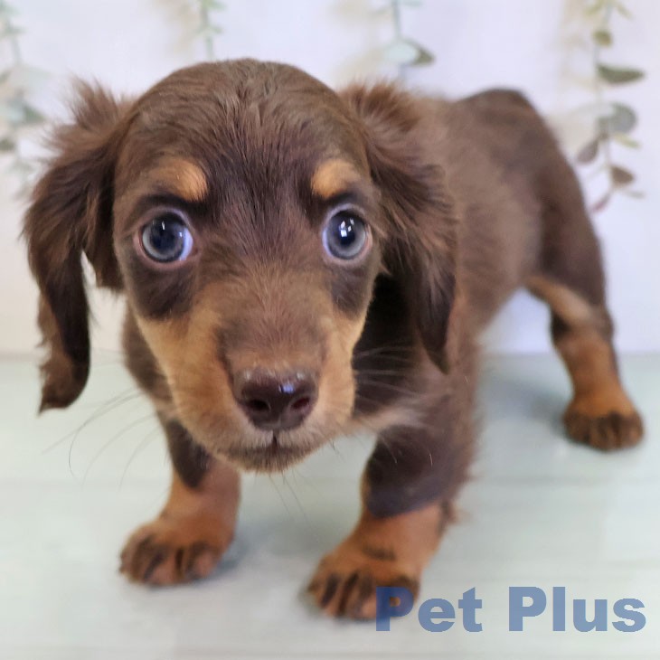 ミニチュア・ダックスフンド