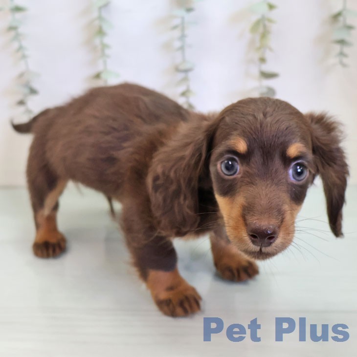 ミニチュア・ダックスフンド