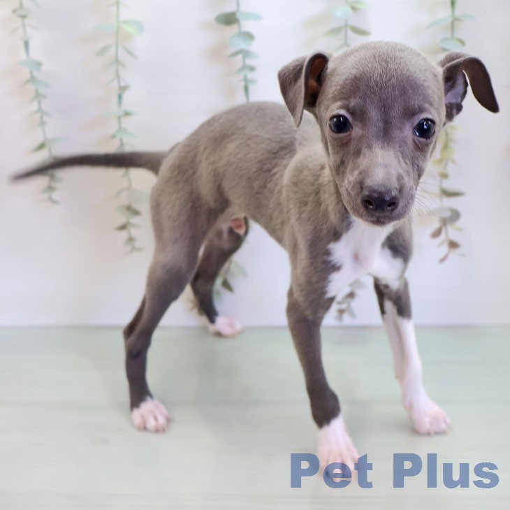 イタリアン・グレーハウンド