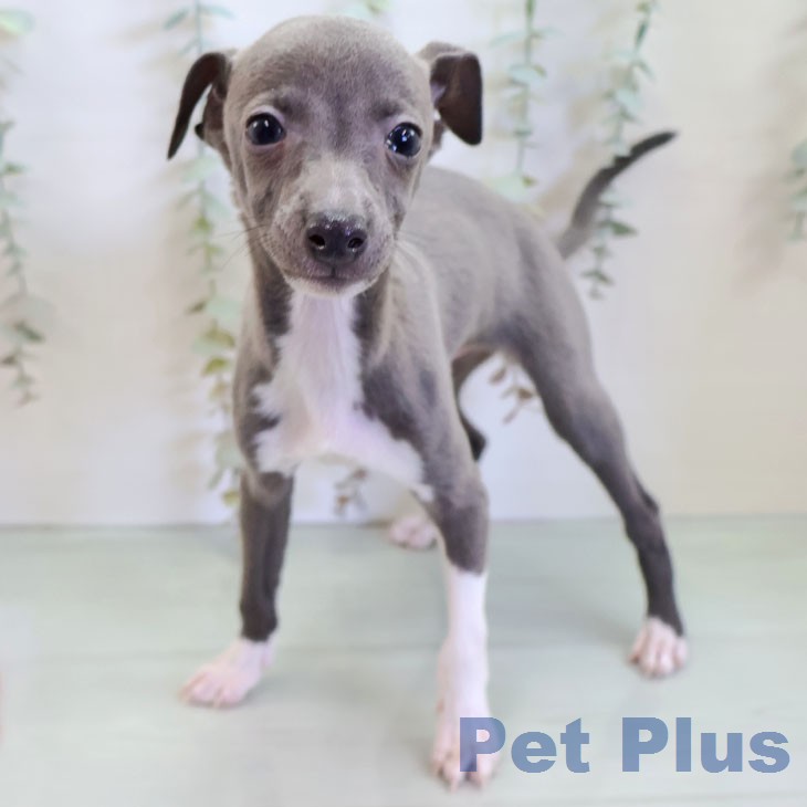 イタリアン・グレーハウンドの写真2