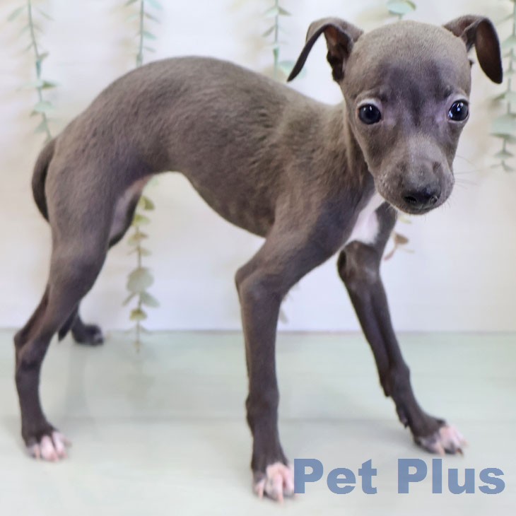 イタリアン・グレーハウンドの写真2