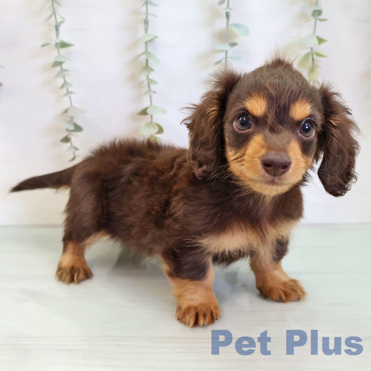 福岡県のカニンヘンダックスフンド(ロング) (ペットプラス ららぽーと福岡店/2025年12月27日生まれ/男の子/チョコレートタン)の子犬の1枚目の画像