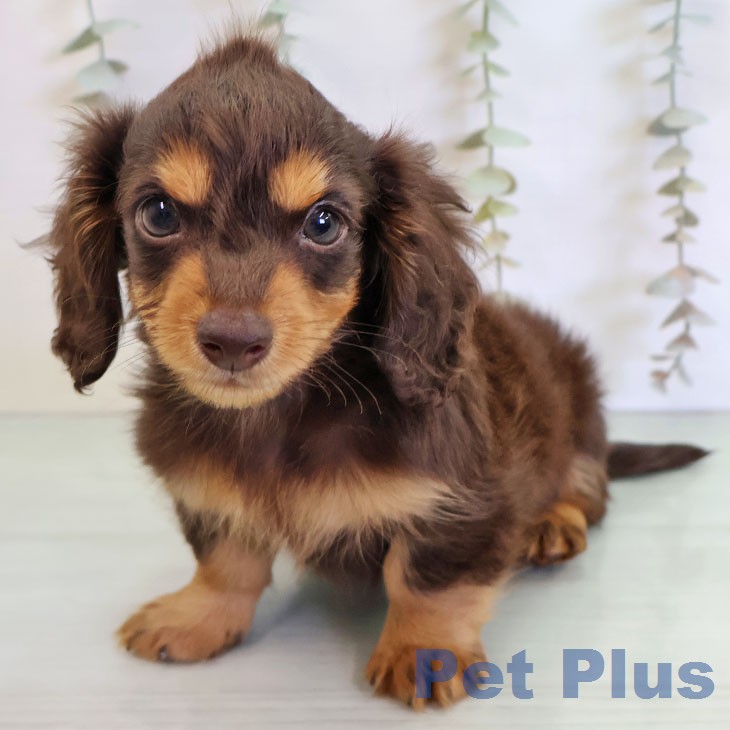 福岡県のカニンヘンダックスフンド(ロング) (ペットプラス ららぽーと福岡店/2025年12月27日生まれ/男の子/チョコレートタン)の子犬の2枚目の画像
